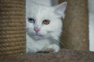 Кошечка букля крупным планом