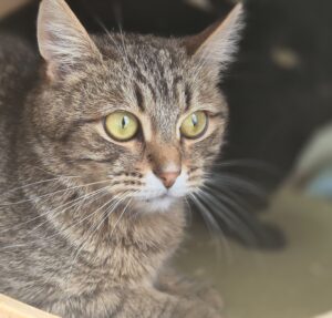 Полосатый котик смотрит в даль