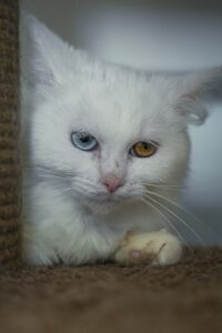 Кошечка Букля наклонила голову