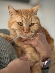 Кошечка Тигрис на руках