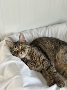 Кошка Самбука лежит в лежанке