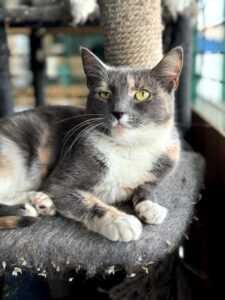 Коша Фрея лежит на лежанке