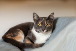 Кошка Фрея свернулась калачиком